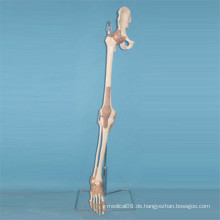 Menschliches Körper Skelett Knochen Anatomie Modell (R020906)
